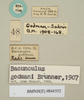 CollectionObject 1561471; NHMUK(SF IMPORT DUPLICATE) 844552-844553, 831e2883-0246-4af7-a7d7-07fa805d31b7: copyright Natural History Museum, London. male, data labels (syntype). (CollectionObject).