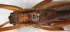 CollectionObject 1531823; b2947265-f0a2-47fd-a9ae-70039cca4205: female, dorsal view (holotype). (CollectionObject).