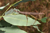 Pachymorpha Gray, 1835: copyright Paul D. Brock. Pachymorpha squalida female, NSW: Cumberland State Forest, 2017. (Otu).