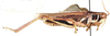 CollectionObject 1501230; 7dbc67e1-283c-4b7c-9693-daded2e462cc: male, lateral view (holotype). (CollectionObject).