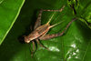 Lebinthus bitaeniatus Stål, 1877: female (Philippines, Mount Makiling, 10/11 April 2018). (Otu).