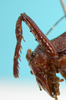 CollectionObject 1544439; 6dfcd56e-0989-4694-a481-df0b43db4c27: male foreleg (holotype). (CollectionObject).