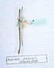 CollectionObject 1557990; 5929d1f2-8b10-46fa-a543-7cb5057e436b: copyright MNHN, Paris. male (holotype). (CollectionObject).