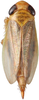 Habitus, dorsal view: Habitus, dorsal view (female). (Observation).