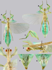 CollectionObject 1591404; 82b8eca6-4c38-4e10-8544-a2302881e579: copyright RBINS, Brussels. male (holotype). (CollectionObject).