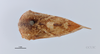 Habitus, dorsal view: !! display not done !! on Cyrtolobus fuscipennis Van Duzee, 1908: (Observation).