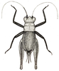 CollectionObject 1533325; 28cddbb4-a91c-4a83-9a8c-9204dfed8ee3: Fig. 8 (after type). female, dorsal view. (CollectionObject).