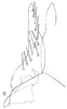 Subgenital plate: !! display not done !! on Bergolix Linnavuori, 1959: Stylus and sugential plate, ventrally. (Observation).
