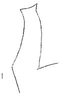 Stylus: !! display not done !! on Cumora (Cumora) capreolus (Linnavuori, 1959): Stylus. (Observation).