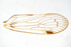 Forewing on Cyclopoliarus omani (Metcalf, 1938): (Observation).