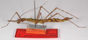 CollectionObject 1563582; 319f5be7-f2e3-43af-8b9e-dc9abd87f05d: copyright ZMB, Berlin. female, lateral view (paratype). (CollectionObject).;CollectionObject 1563583; 29e3fc68-5ba3-459e-8d94-8a556d00c7a8: copyright ZMB, Berlin. female, lateral view (paratype). (CollectionObject).