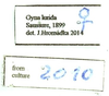 Gyna lurida Saussure, 1899: (Otu).