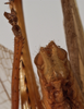 CollectionObject 1534507; 75ba925d-712a-4e9f-8d94-aa838f185da0: male subgenital plate (syntype). (CollectionObject).