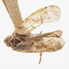 Habitus, dorsal view on Catonia arbutina Ball, 1933: (Observation).