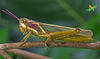 CollectionObject 1525087; Unioeste Cascavel K-0585, 0847d8a5-9ef2-4af6-9181-7b517e32d999, Unioeste Cascavel K-0585: Female, in vivo, lateral view. (CollectionObject).