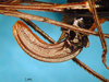 CollectionObject 1521371; 6011bee6-010b-4b67-b803-2ff57a0f890f: female ovipositor (lectotype). (CollectionObject).