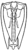 Subgenital plate: !! display not done !! on Prescottia lobata (Van Duzee, 1894): genital capsule, ventrally. (Observation).
