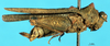CollectionObject 1581426; 8e5732aa-65a1-4f79-84af-c7e13e66d7fd: female, lateral view (paratype). (CollectionObject).