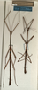 CollectionObject 1559482; NMW 499, d9659f10-b744-4cca-b087-abfa1491f2af: copyright NMW, Vienna. male of synonym Lonchodes infrequens (lectotype and paralectotype). (CollectionObject).