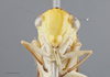 Head on Dilobopterus jemima (Distant, 1908): Head/Face. (Observation).
