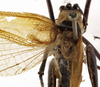 CollectionObject 1529771; a2292b67-204e-42db-8f84-f00bd5dfa41f: male stridulatory apparatus (holotype). (CollectionObject).