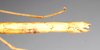 CollectionObject 1560062; NHMUK(SF IMPORT DUPLICATE) 844794, 963f9ea1-cfa5-4832-88c4-3b766c0ac107: copyright Natural History Museum, London. female: end of abdomen, lateral view (holotype). (CollectionObject).