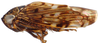 Habitus, lateral view on Bahita mimica Linnavuori & DeLong, 1978: Bahita mimica, lateral habitus (INHS). (Observation).