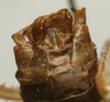 CollectionObject 1534985; 2f802408-bd8d-4f26-a249-374b737cfa54: male cerci (lectotype of Uromenus foliaceus). (CollectionObject).