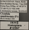 Other: !! display not done !! on Cicadula (Cicadula) quadrinotata (Fabricius, 1794): Labels. (Observation).