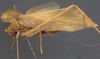 CollectionObject 1505865; 9ff75089-e742-49cc-9b8d-0733275352be: female, lateral view (holotype). (CollectionObject).