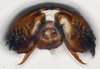 Pygofer ventral appendages, ventral view: (Observation).