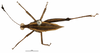 CollectionObject 1521834; 4498955b-3efe-49a2-92ab-a0f9896c5628: male, dorsal view (syntype of Tetricodina luteomarginata). (CollectionObject).