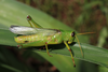 FieldOccurrence 132; 4b1bb8b7-59cd-47a0-8fc1-279c7bc9797b; Tanzania
Lembeni N Pare, 2014/06/14: female, lateral view. (FieldOccurrence).