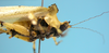 CollectionObject 1542816; DEES MZLQ-I0027, d25f5097-df9d-41ed-8fae-1f78c149fd8d: male, pronotum lateral view (holotype). (CollectionObject).