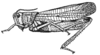 Arcyptera (Arcyptera) orientalis Storozhenko, 1988: Fig. 559 (reproduced with permission). habitus (body length 30-35.5 mm). (Otu).