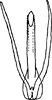 Aedeagus, ventral view on Perugina Dietrich & Dmitriev, 2006: Aedeagus (P. denticula Dietrich & Dmitriev), ventral view. (Observation).
