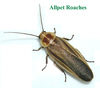 Schultesia lampyridiformis Roth, 1973: Copyright Orin McMonigle. Schultesia lampyridiformis adult female. Captive reared. (Otu).