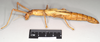 CollectionObject 1559744; 6d4dd64e-e290-4b65-838e-4d78707a72fd, NHMUK(SF IMPORT DUPLICATE) 845073-845074: copyright Natural History Museum, London. female, lateral view (paralectotype). (CollectionObject).