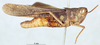 CollectionObject 1580243; c4729aa0-fd9b-4ac6-a82f-ea8daa2716e4: male, lateral view (paratype). (CollectionObject).