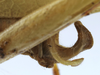 CollectionObject 1539825; d35eb94e-4f5b-48a7-ae48-ce31593cc3c5: male cerci (holotype). (CollectionObject).