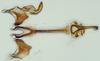 Aedeagus, ventral view: (Observation).