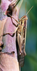 Nomadacris septemfasciata (Serville, 1838): female, solitary phase, on sugar cane (Madagascar). (Otu).