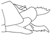Loboschmidtia milleri (Descamps, 1964): Fig. 51. female abdomen tip, lateral view. (Otu).