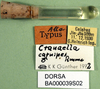 CollectionObject 1576267; 9d7e4807-c83f-4cba-9f2c-227b985e3d0d: labels (allotype). (CollectionObject).