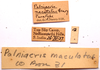 CollectionObject 2631857; CNMS 12, CNMS 12, 91805781-31bd-4327-ac18-3573ae6164e2: label. male (paratype). (CollectionObject).