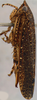 Habitus, lateral view: !! display not done !! on Acuera (Acuera) adspersa (Stål, 1854): Male specimen [DZUP]: habitus, lateral view. (Observation).