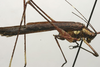 CollectionObject 1535919; d24c0490-9f3f-4c0e-b9c0-c9874d48aa41: male, lateral view (syntype). (CollectionObject).