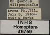 Other: !! display not done !! on Alebra albostriella (Fallén, 1826): Labels - light. Labels for the light color variation specimen. (Observation).;Other: !! display not done !! on Alebra albostriella (Fallén, 1826): (Observation).