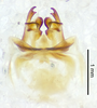CollectionObject 1523729; d228cabd-fe4c-40ee-b581-141509ab95a0: male genitalia, dorsal view (holotype). (CollectionObject).