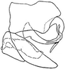 Pygofer, lateral view: !! display not done !! on Chlorotettix fumidus Sanders & DeLong, 1919: genital capsule, laterally. (Observation).